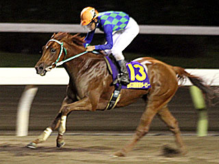 ヒガシウィルウィン(東京ダービー)