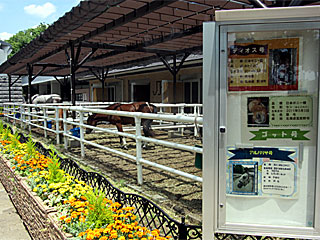 乗馬の展示コーナー