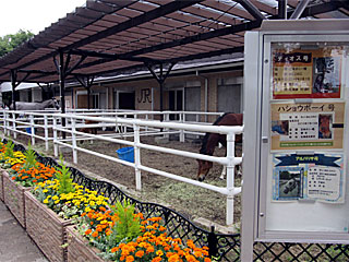 乗馬の展示コーナー