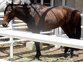 アロヒラニ@乗馬の展示コーナー