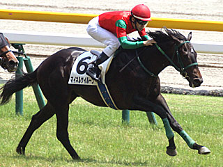 マイネルサイルーン(2歳新馬)