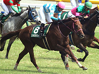 シンキングダンサー(東京ジャンプステークス)