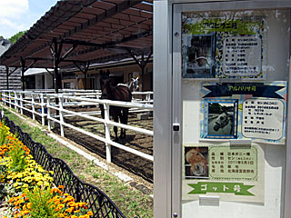 乗馬の展示コーナー