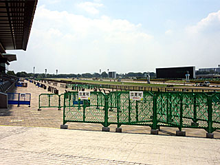 東京競馬場