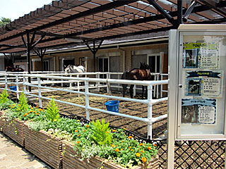 乗馬の展示コーナー