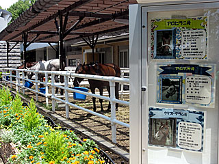 乗馬の展示コーナー