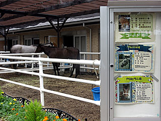 乗馬の展示コーナー