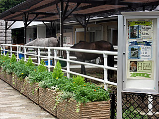 乗馬の展示コーナー