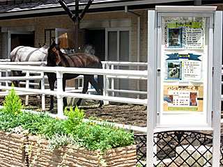 乗馬の展示コーナー
