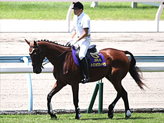 メイショウカイドウ