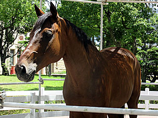 サンライズベガ