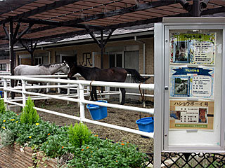 乗馬の展示コーナー