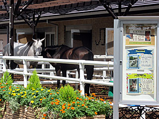 乗馬の展示コーナー