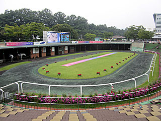 ソウル競馬場パドック