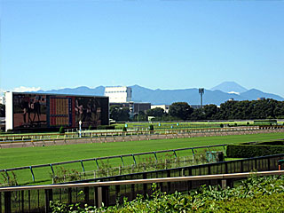 東京競馬場