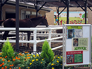 乗馬の展示コーナー