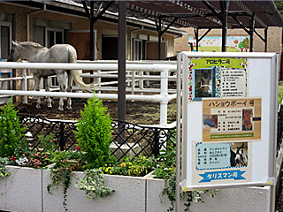 乗馬の展示コーナー