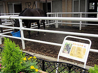 乗馬の展示コーナー