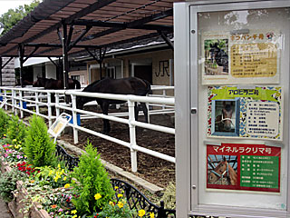 乗馬の展示コーナー