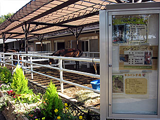 乗馬の展示コーナー