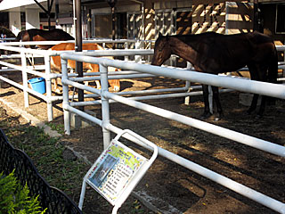 乗馬の展示コーナー