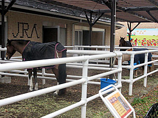 乗馬の展示コーナー