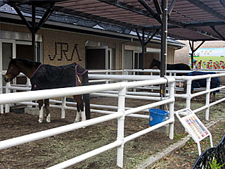 乗馬の展示コーナー