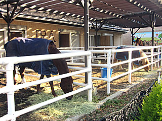 乗馬の展示コーナー