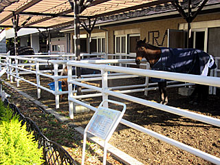 乗馬の展示コーナー