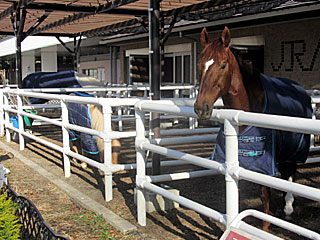 乗馬の展示コーナー