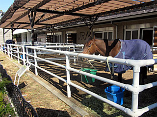 乗馬の展示コーナー