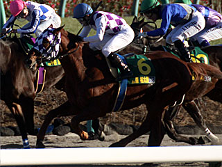 メイプルレインボー(ヤングジョッキーズシリーズファイナルラウンド中山第2戦)