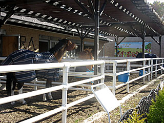 乗馬の展示コーナー