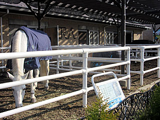 乗馬の展示コーナー