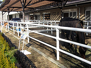 乗馬の展示コーナー