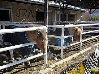 乗馬の展示コーナー