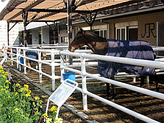 乗馬の展示コーナー