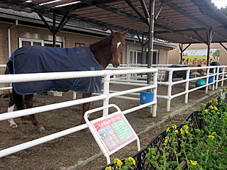 乗馬の展示コーナー
