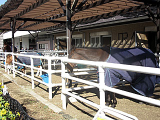 乗馬の展示コーナー