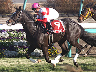 ダノンプレミアム(弥生賞)