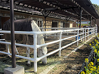 乗馬の展示コーナー