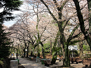 日本庭園の桜