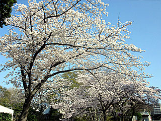 東京競馬場正門前の桜並木