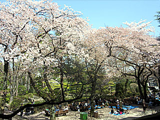 日本庭園の桜