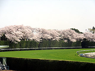 東京競馬場4コーナーの桜並木