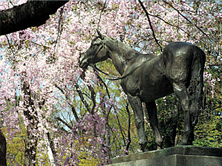 日本庭園の桜