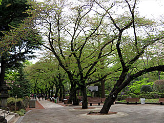 日本庭園の桜