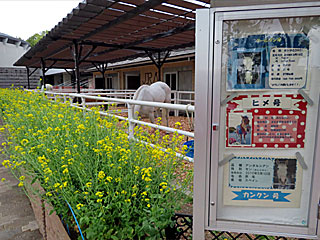 乗馬の展示コーナー