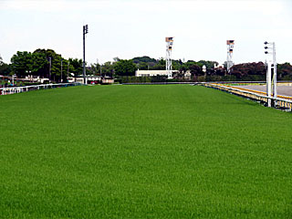 東京競馬場