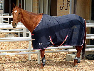 マイネルホウオウ